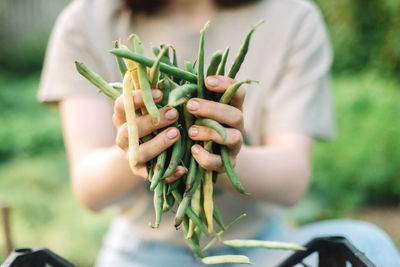 Young woman picking green beans from the vegetable garden