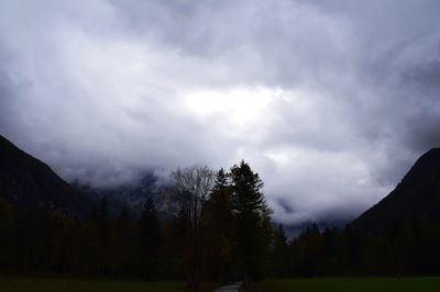 Trees in forest against sky