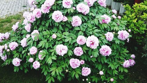 Close-up of pink flowers