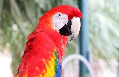Close-up of parrot perching on branch