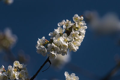 Close-up of cherry blossom tree