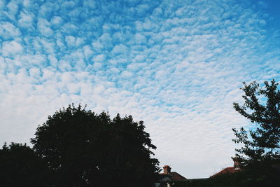 Low angle view of trees against blue sky