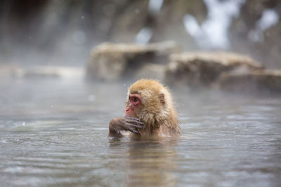 Monkey swimming in lake