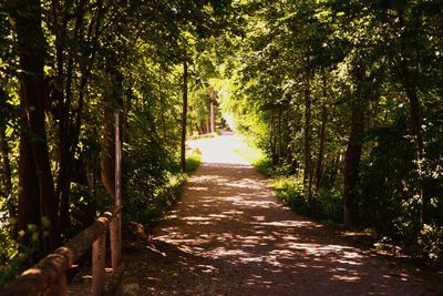 Walkway amidst trees in forest