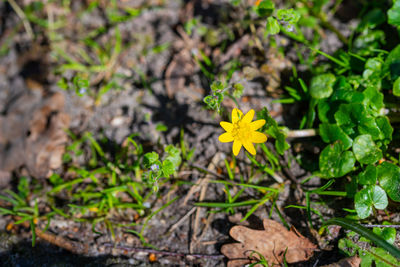 Close-up of yellow flowering plant on field