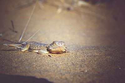 Close-up of an animal