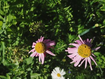 Close-up of pink flower