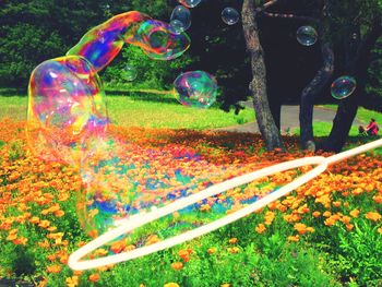 Close-up of multi colored flowering plants in park