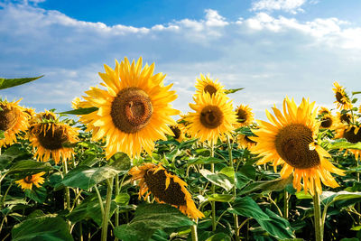 Close-up of yellow flowering plants against sky