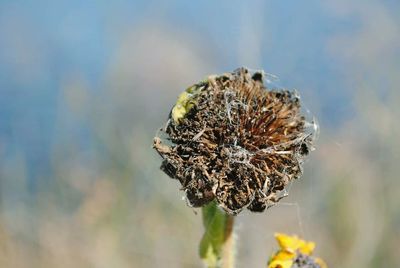 Close-up of dried flower