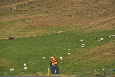 View of sheep grazing in field