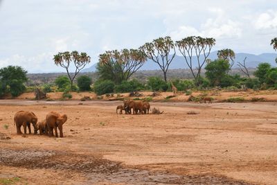 Horses in a field