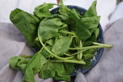 High angle view of green leaves