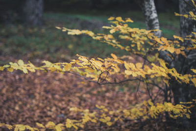 Close-up of autumn leaves