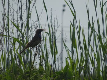 Bird perching on grass