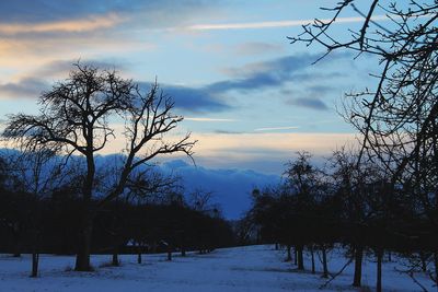 Trees on snow covered landscape against sky