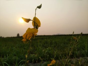 Close-up of yellow flower on field against sky