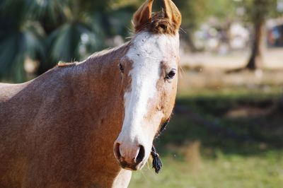 Close-up of a horse on field