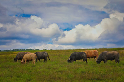 Horses in a field