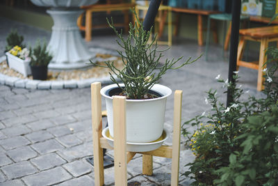 Potted plant on table in yard