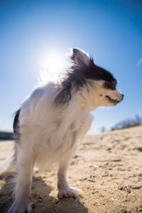 Side view of dog looking away