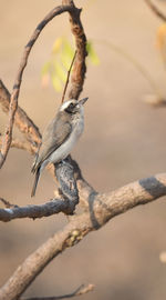 Close-up of bird perching on branch