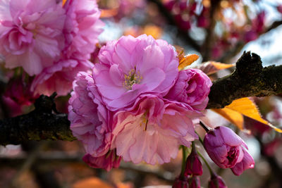 Close-up of pink rose