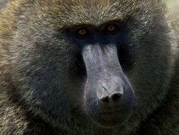 Close-up portrait of gorilla