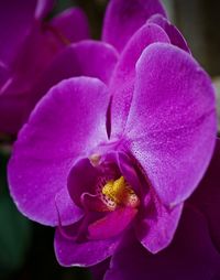 Close-up of pink crocus flower