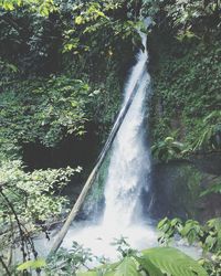 Scenic view of waterfall in forest