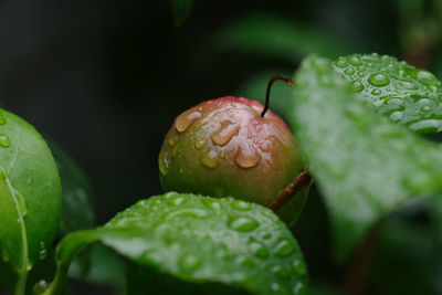 Close-up of fresh green leaves