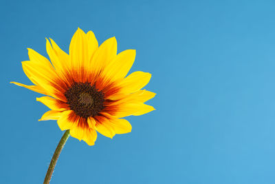 Low angle view of sunflower against blue sky