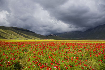 Landscape of castelluccio di norcia before the earthquake in italy.