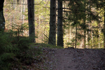 Trees in forest