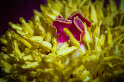 Close-up of flowers blooming outdoors