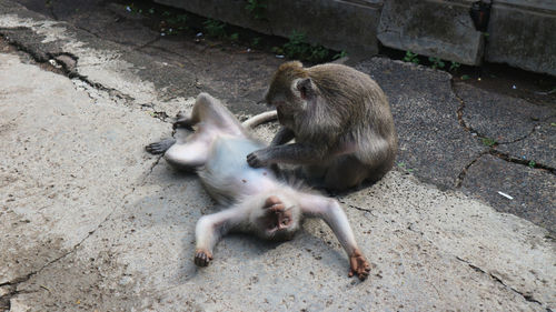 High angle view of monkeys on footpath