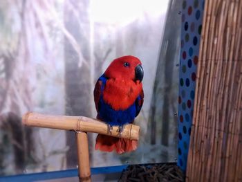 Close-up of parrot