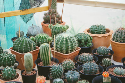 Potted plants at market stall