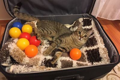 High angle view of cat in a container