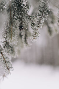 Close-up of pine tree branches frozen with ice