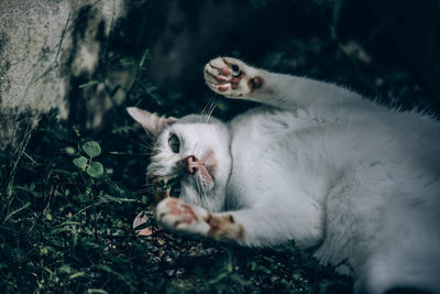 Cat relaxing in a forest