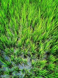 Close-up of plants growing on field