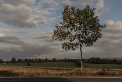 Tree on field against sky