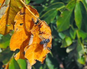 Close-up of orange leaf on plant