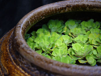 Close-up of aquatic plants in pot