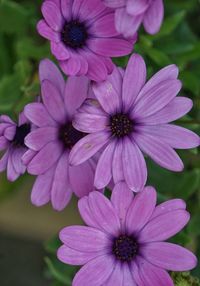 Close-up of pink flowers