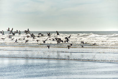 Birds on beach against sky