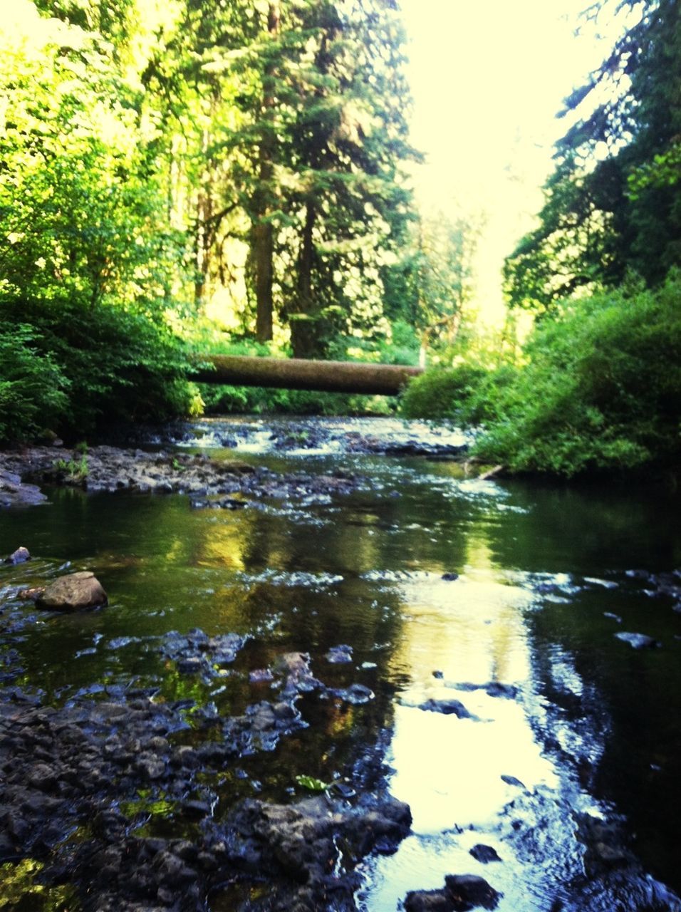 water, tree, reflection, tranquility, tranquil scene, forest, nature, beauty in nature, scenics, river, growth, lake, stream, green color, plant, rock - object, day, non-urban scene, outdoors, no people