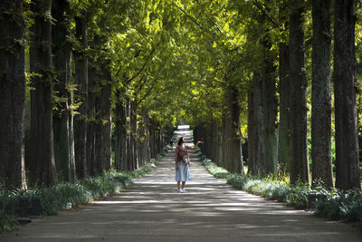 View of metasequoia road on a sunny day