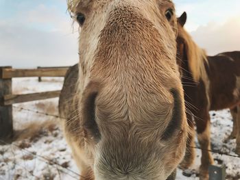 Close-up portrait of horse in winter